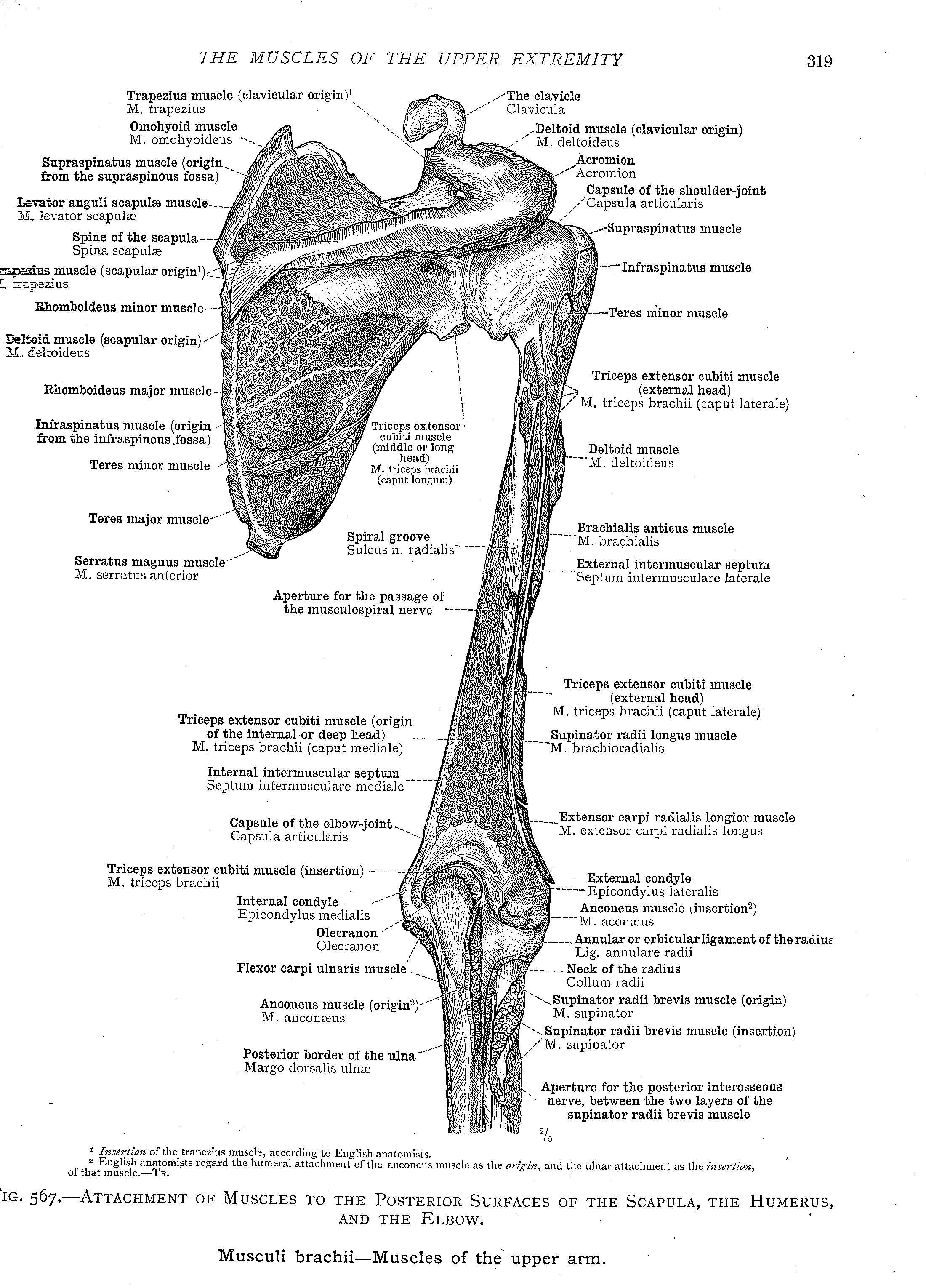 Muscles of the Shoulder Pictures • Massage School Notes