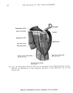 shoulder muscles