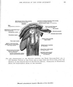 shoulder muscles 