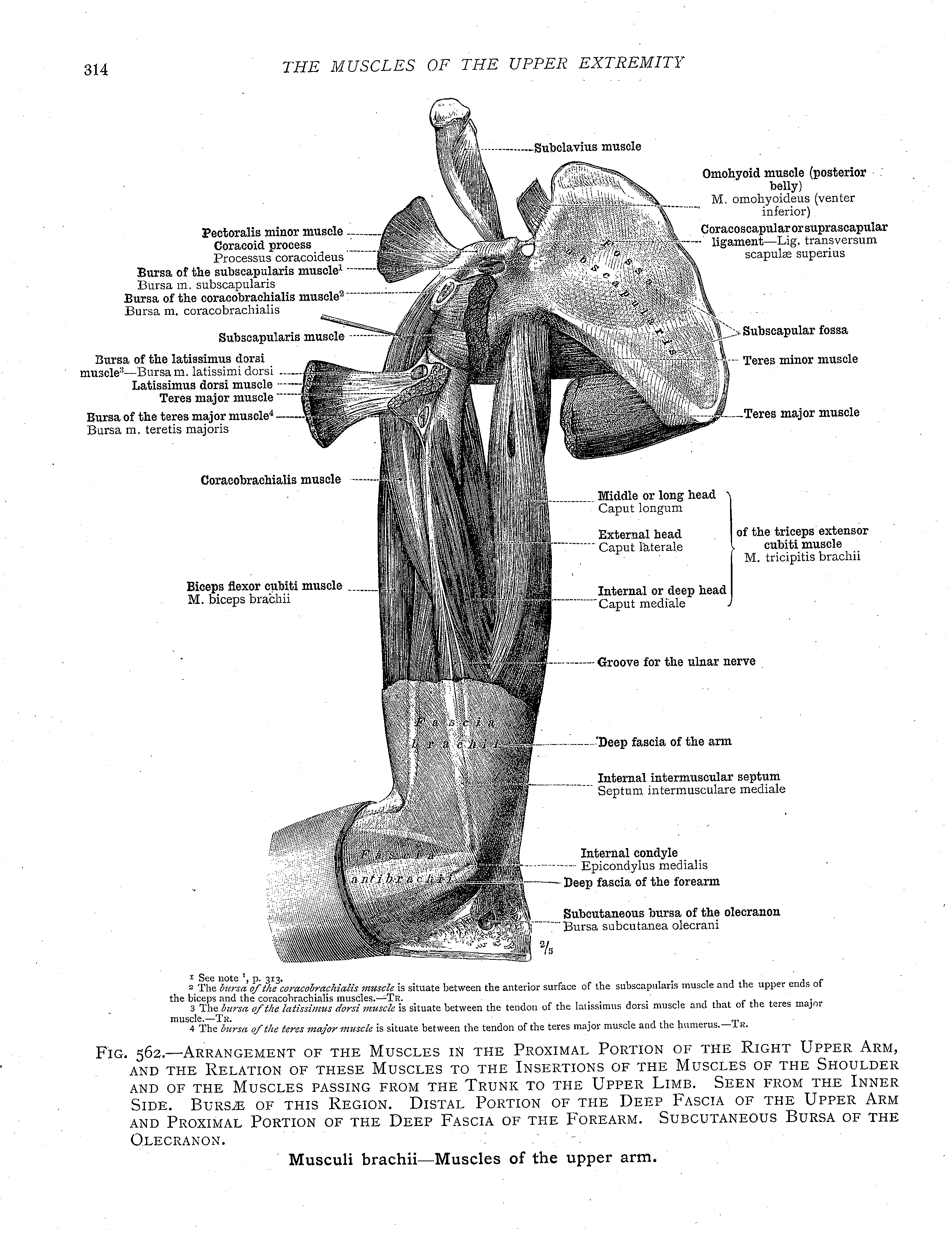Muscles of the Shoulder Pictures • Massage School Notes
