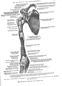 shouldermuscles7