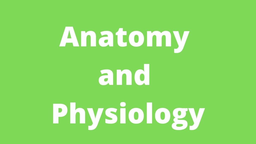 anatomy and physiology for massage therapists